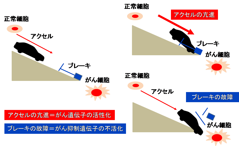 遺伝性腫瘍の特徴